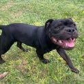 Photo of Olive