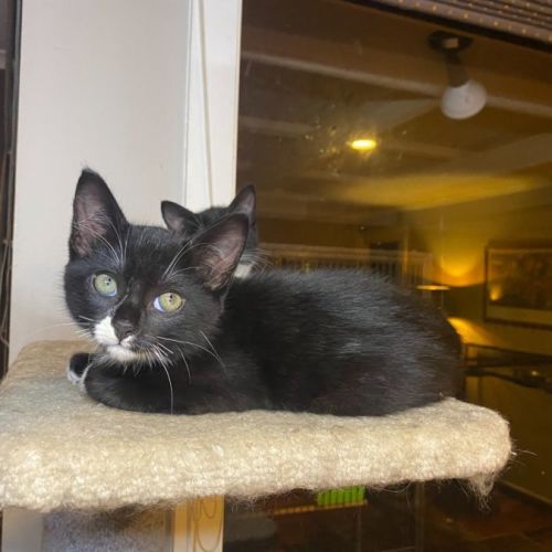 Nico **2nd Chance Cat Rescue**