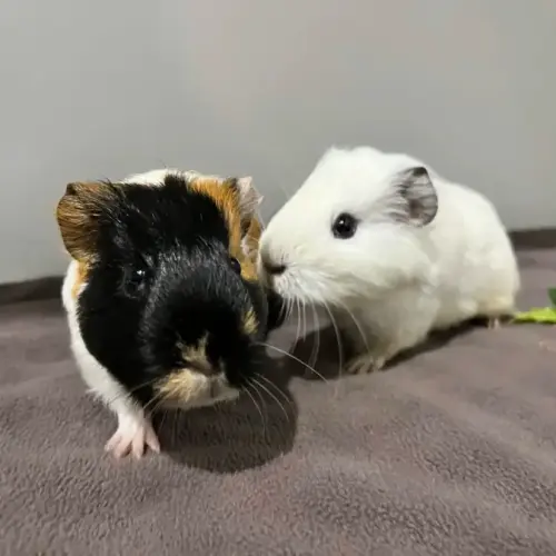Potato & Cake