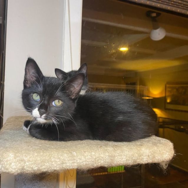 Photo of Nico **2nd Chance Cat Rescue**