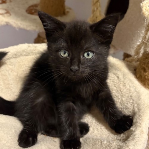 No photo for Batman **2nd Chance Cat Rescue**