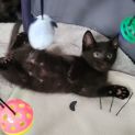 Photo of Cookie
