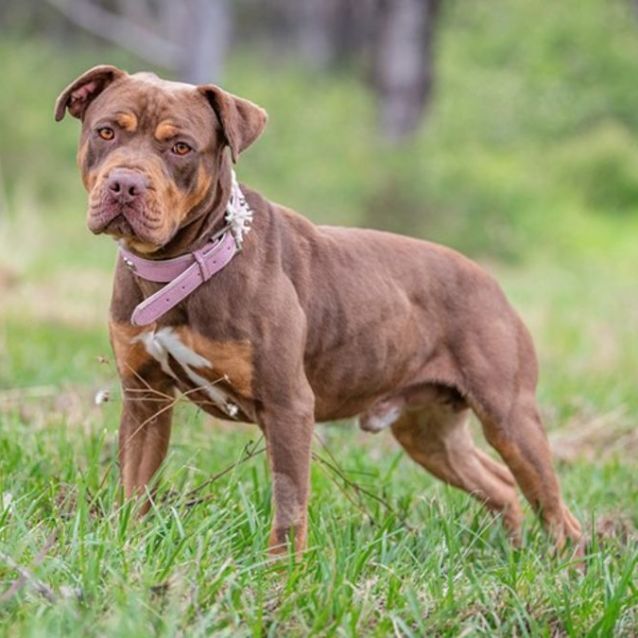 Photo of Charlie (Imp No. 1829)