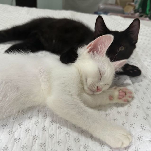 Photo of Chase & Foreman