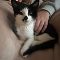 Photo of Kalen **2nd Chance Cat Rescue**