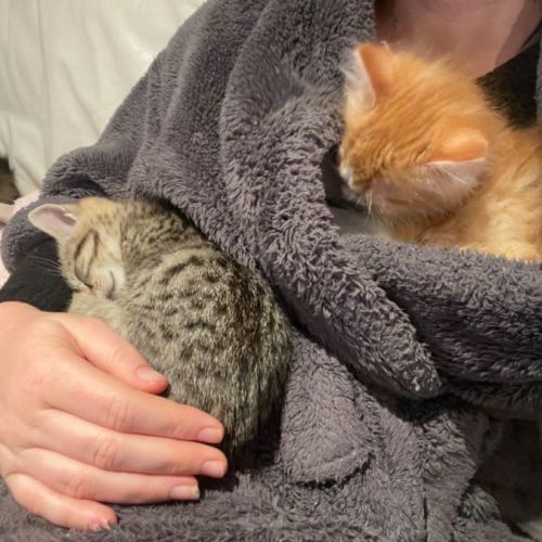 Adele and Arlo