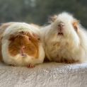 Photo of Ruffles And Fuzzball