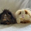 Photo of Bubble And Squeak 