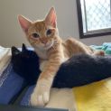 Photo of Gingie