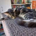 Photo of Peanut