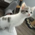 Photo of Guinevere