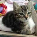Photo of Lancelot