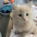 Photo of Merlin