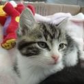 Photo of Morgana
