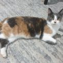 Photo of Diva