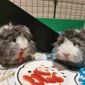 Photo of Hedgehog & Speedy (Located In Bentleigh East)
