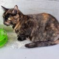 Photo of Nova