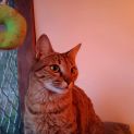 Photo of Lilly