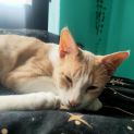 Photo of Aslan