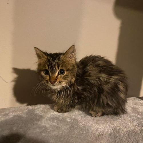 Zarlie **2nd Chance Cat Rescue**