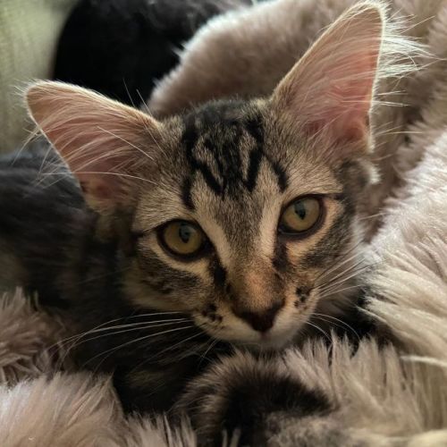 Candice ^^Dandy Cat Rescue^^