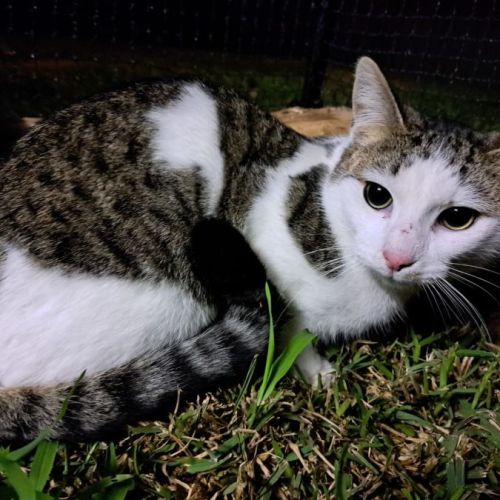 $100 Boss - Domestic Short Hair Cat