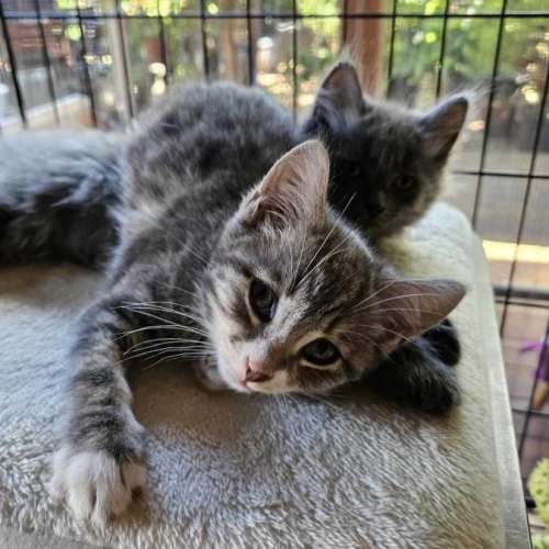 Tiger Lily **2nd Chance Cat Rescue**