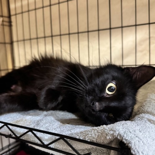 No photo for Anyanka