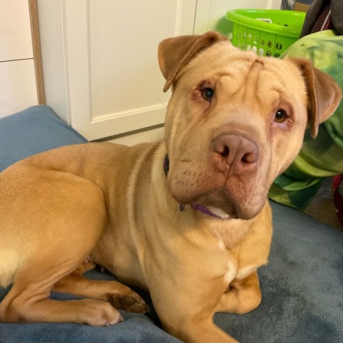 No photo for Sharlotte