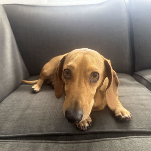 No photo for Freddie And Ollie