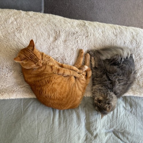No photo for Artie (And Blue)