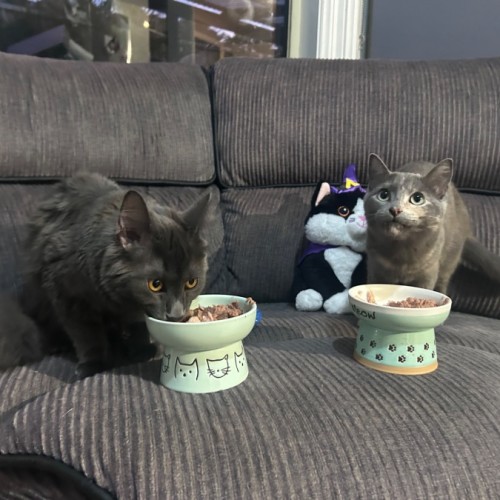 Einstein and Ivy 🧮🌱
