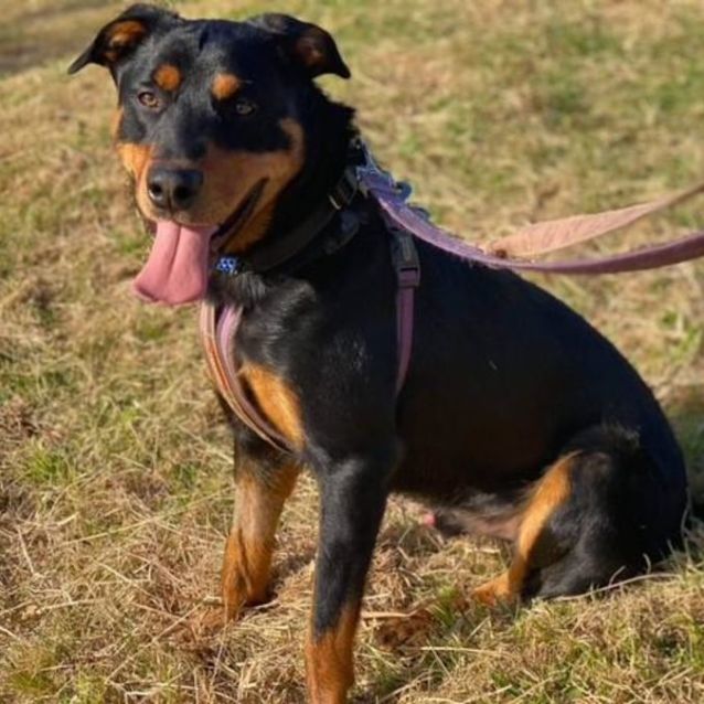 Eddison Medium Male Rottweiler x Kelpie Mix Dog in NSW PetRescue