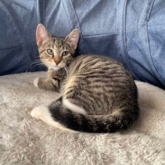 Photo of Indy  Female Kitten
