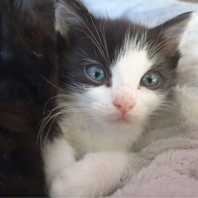 Photo of Felix