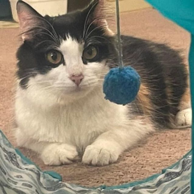 Photo of Polly