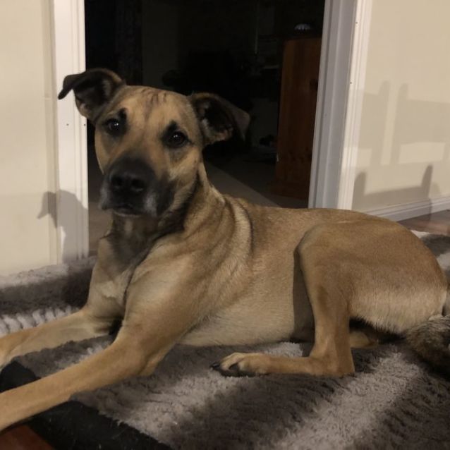 Photo of Django