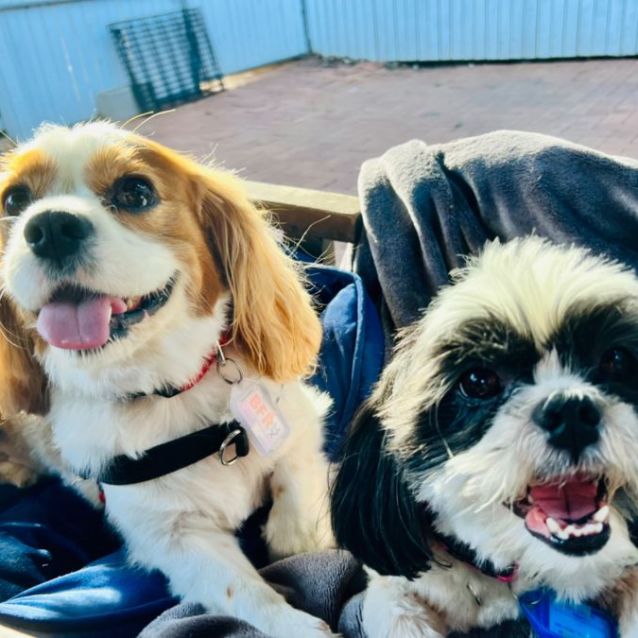 Photo of Ella And Moose 