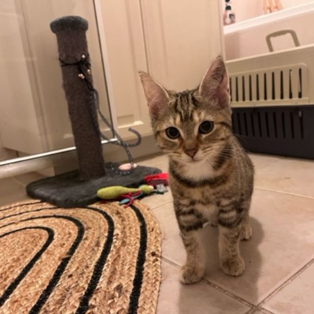 Photo of Ellroy  Meet Me At Hastings Petstock Store