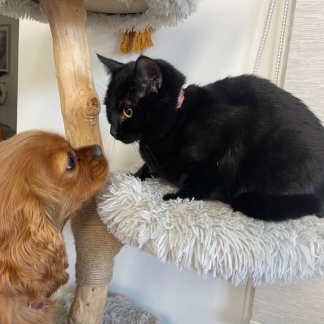 Photo of Lilac Meet Me At Petstock Dandenong Store 