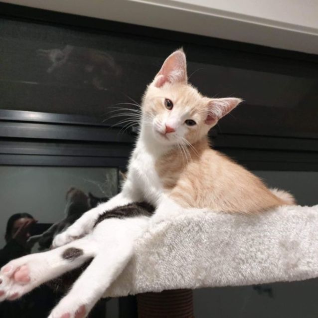 Photo of Sorrell Meet Me At Hastings Petstock 18/6/23