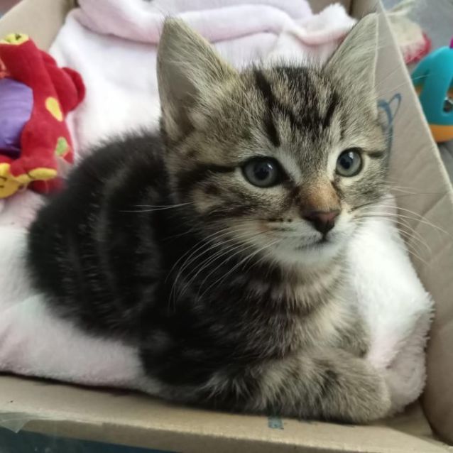 Photo of Lancelot