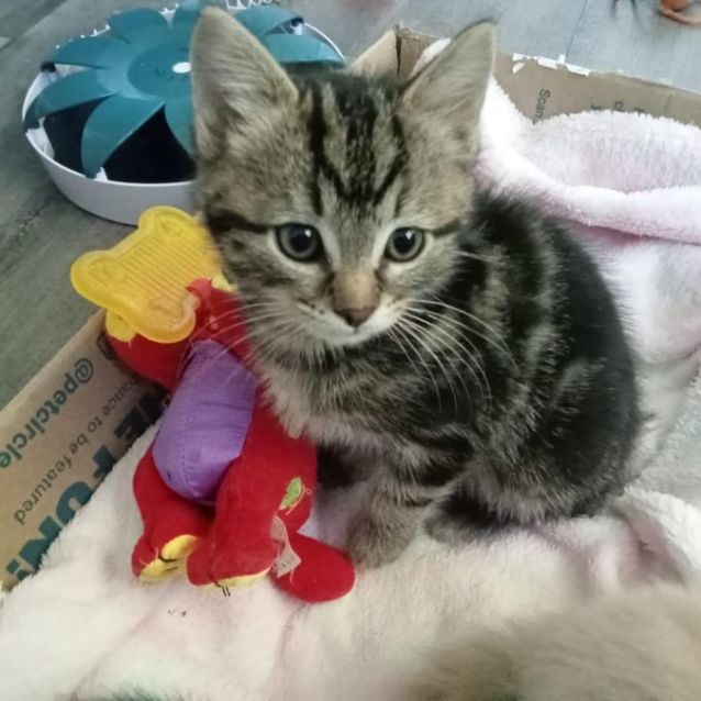 Photo of Lancelot