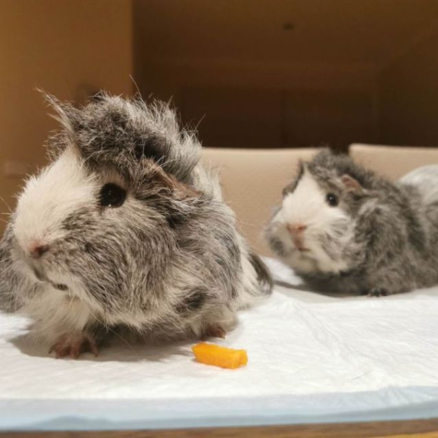 Photo of Hedgehog & Speedy (Located In Bentleigh East)