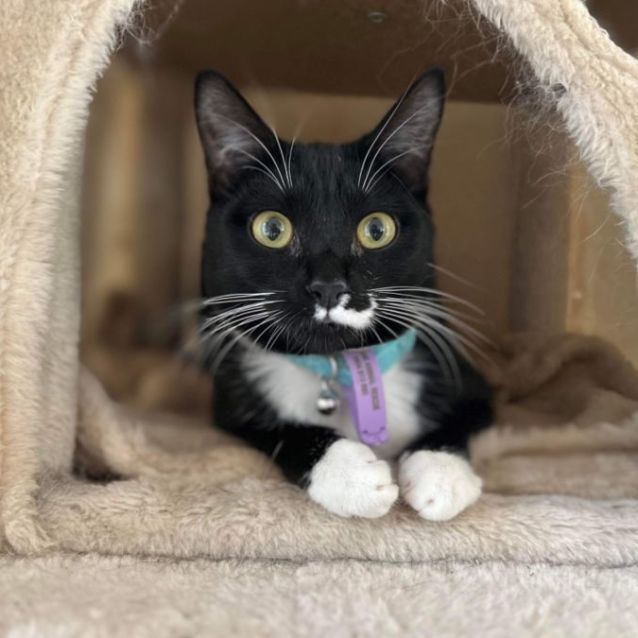 Photo of 🎀 Catsup 🎀