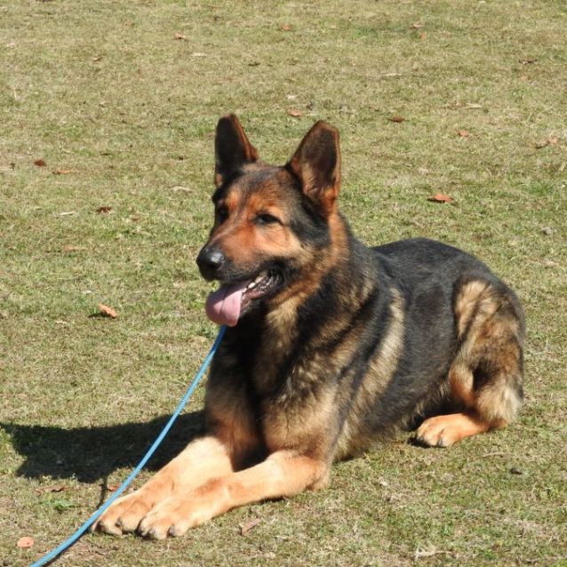 Photo of Zeus   3 Yr Old