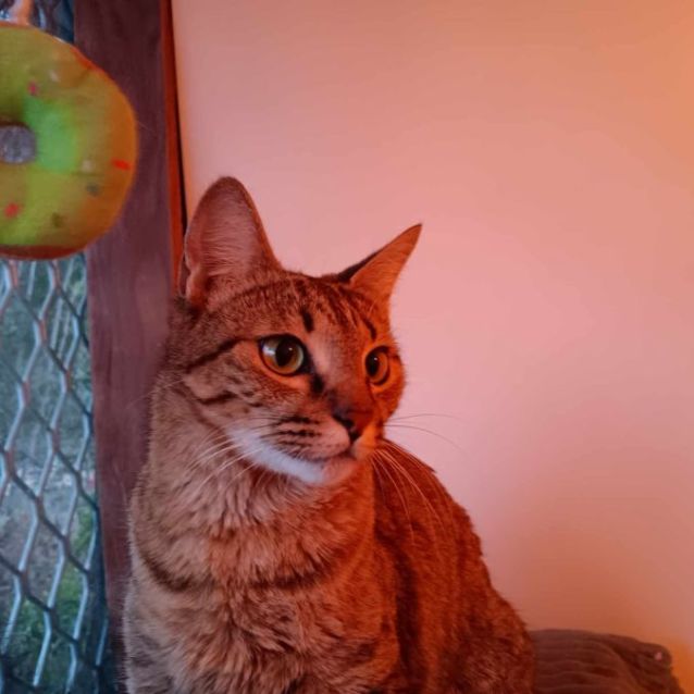 Photo of Lilly
