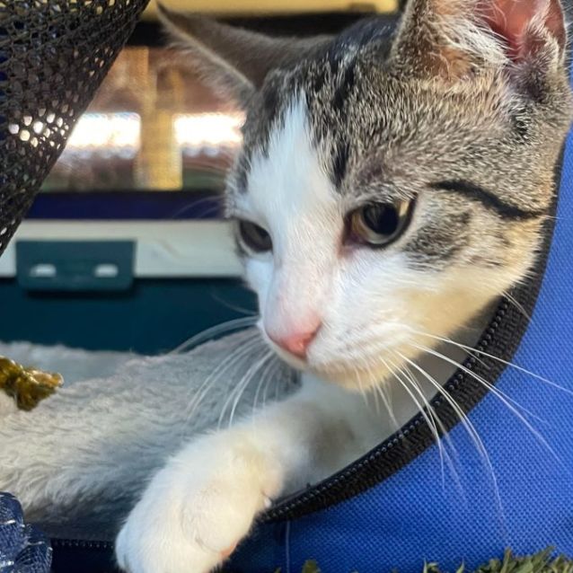 Photo of Pepper