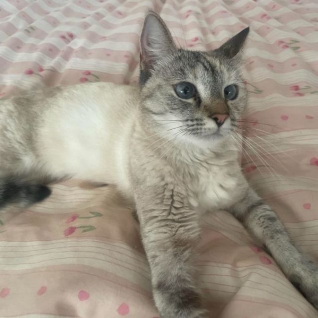 Photo of Smokey