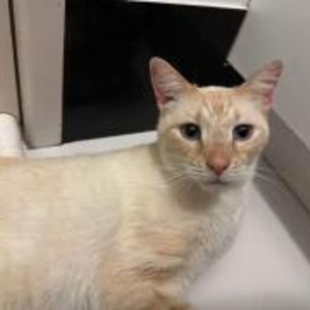 Photo of Snowy